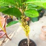 Lophanthera lactescens Flor