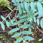 Vicia americana Feuille