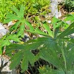 Geranium erianthum Leaf