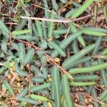 Chamaecrista mimosoides Hoja