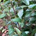 Cotoneaster simonsii Leaf