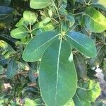 Tabebuia pallida Blatt