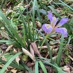 Iris unguicularis 整株植物