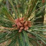 Pinus strobiformis Кветка