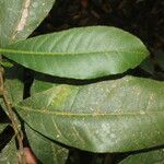 Gymnanthes riparia Hoja