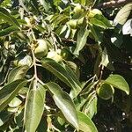 Diospyros virginiana Fruct