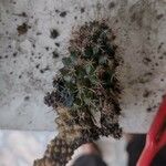 Mammillaria winterae Ліст