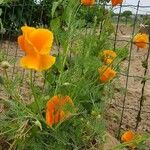 Eschscholzia californica叶