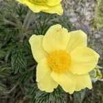 Pulsatilla alpinaFlower