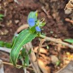 Commelina benghalensisLevél