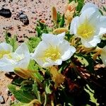 Eulobus californicus Flower