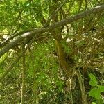 Exochorda racemosa 樹皮