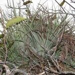 Tillandsia utriculata Leaf