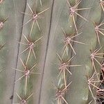 Leucostele terscheckii List