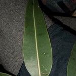 Corymbia ficifolia 葉