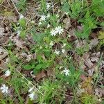 Stellaria holosteaFlors