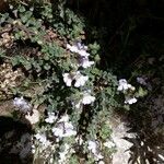 Chaenorhinum villosum Цветок