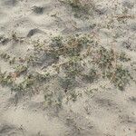 Tribulus terrestris Хабит