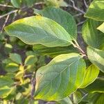 Diospyros kaki Leaf