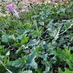 Convolvulus althaeoides Leaf