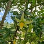Solanum atropurpureum Flower