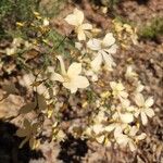 Linum carratracense Bloem