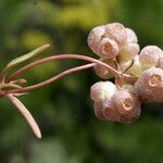 Valerianella vesicaria Flor
