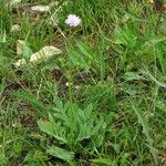 Knautia arvensisBlomma