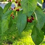 Malus hupehensis Blatt