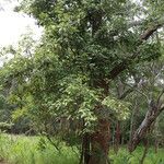 Sorindeia juglandifolia Vivejo