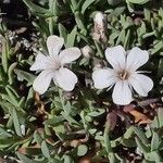 Gypsophila repens 花