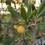 Pittosporum heterophyllum Fruit