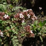 Potentilla douglasii ᱛᱟᱦᱮᱸ