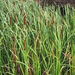 Typha orientalis Žiedas