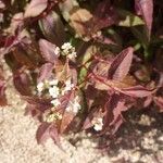Persicaria microcephala फूल