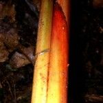 Heliconia sarapiquensis ᱪᱷᱟᱹᱞᱤ