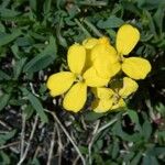 Erysimum bonannianum Flower