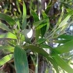 Acacia melanoxylon ഇല