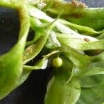 Callitriche brutia Mosusu