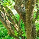 Viburnum lentago പുറംതൊലി