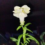 Antirrhinum majusBlomst