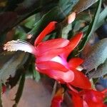 Schlumbergera truncataफूल