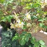Moringa oleifera Blüte