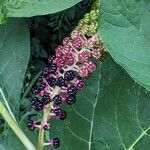 Phytolacca acinosa Плід