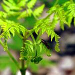 Gymnocarpium dryopteris Blatt