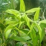 Coelogyne pandurata Λουλούδι
