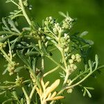 Lepidium squamatum Other