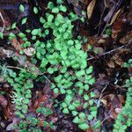 Adiantum jordanii Celota