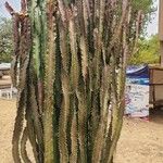 Euphorbia trigona Yaprak