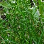 Thesium rostratum Fruit